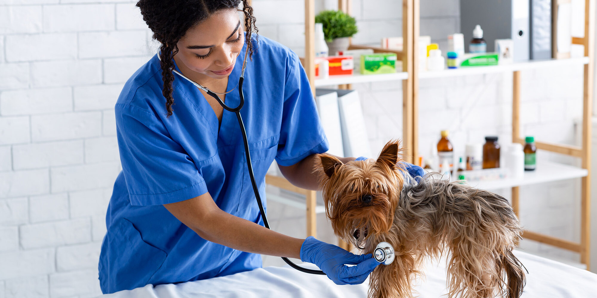 TVD-Partner-fuer-Tieraerzte-1