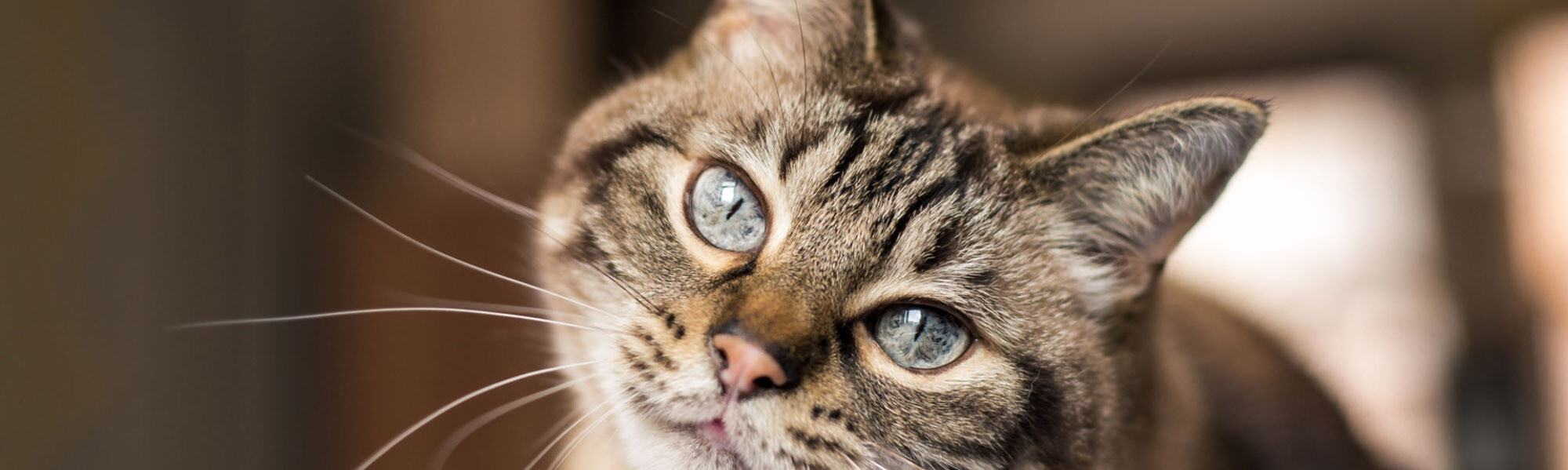 TVD-Partner-fuer-Tieraerzte-4