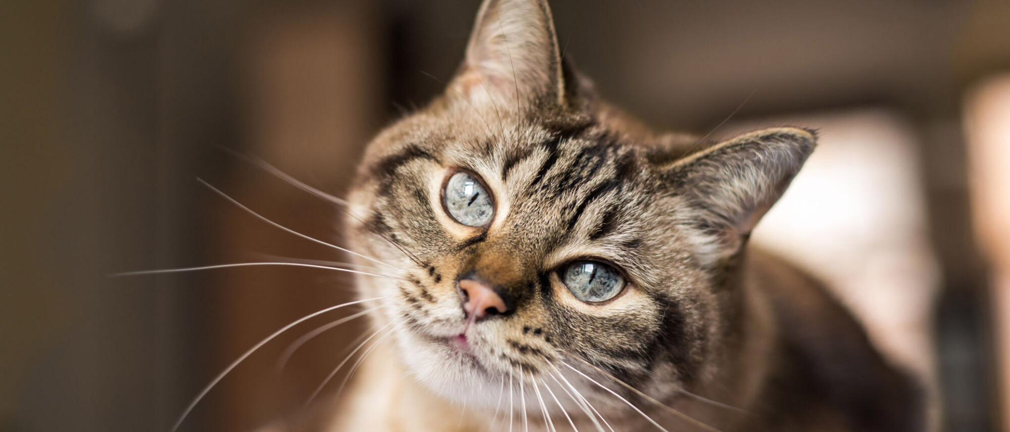 TVD-Partner-fuer-Tieraerzte-4