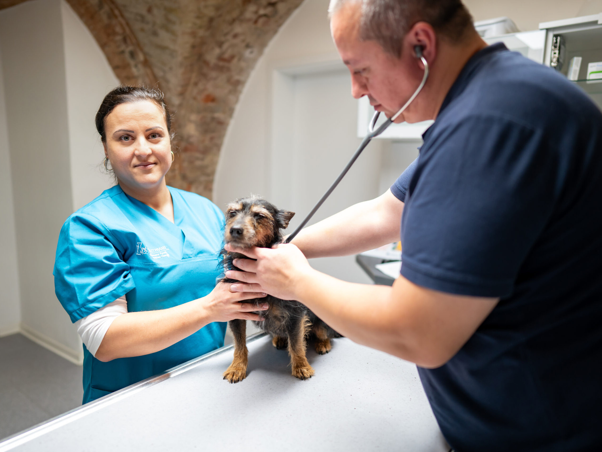 Tierarzt hört einen Hund mit einem Stethoskop ab